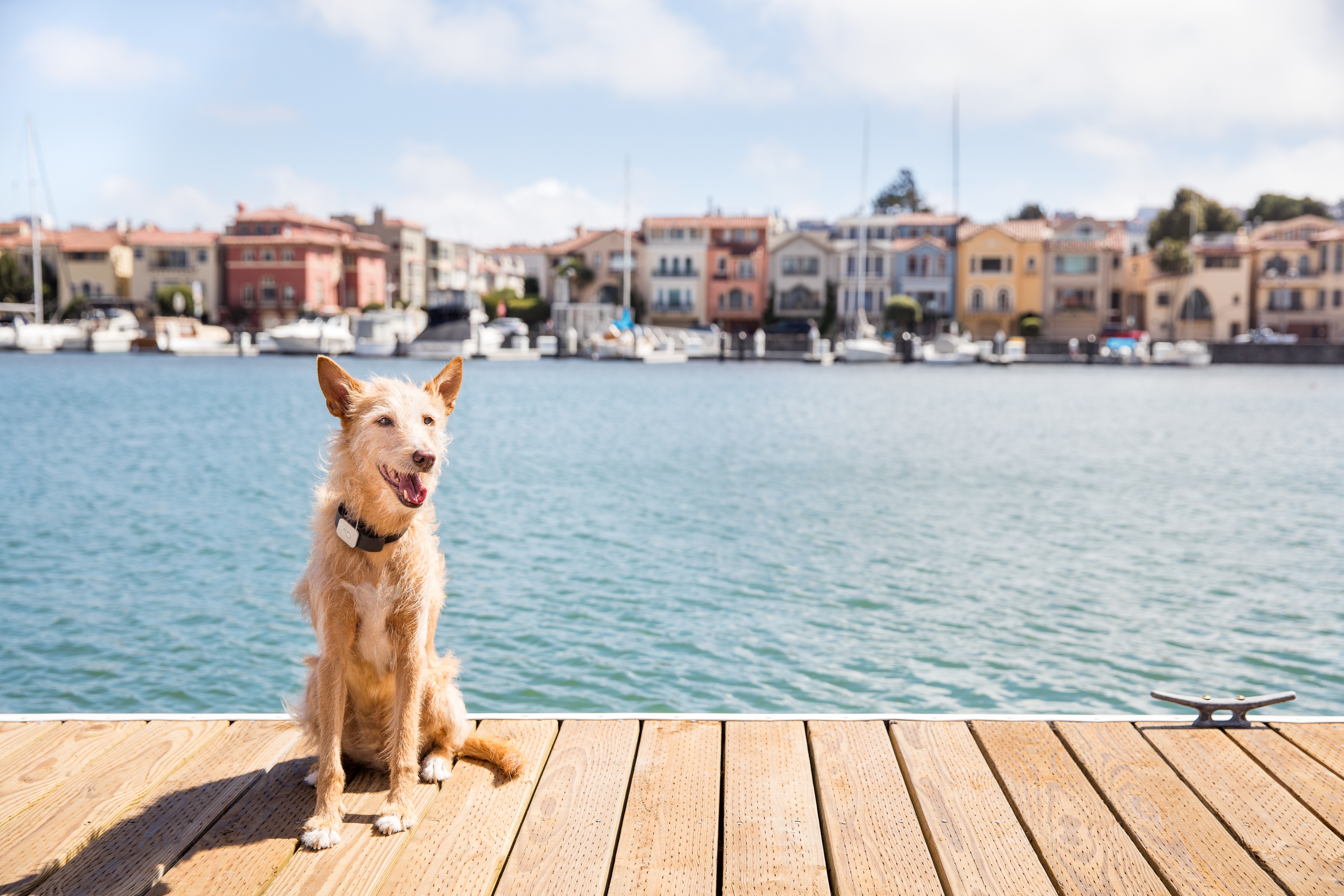 whistle-dog-dock.jpg